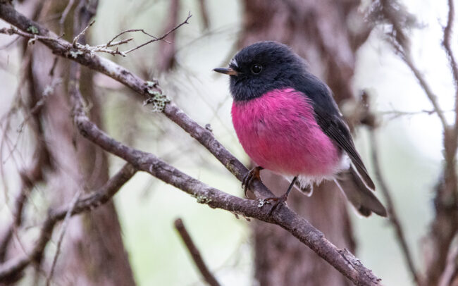 Miro incarnat (Petroica rodinogaster - Pink Robin) zoom