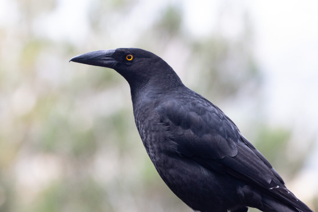 Réveilleur noir (Strepera fuliginosa - Black Currawong)
