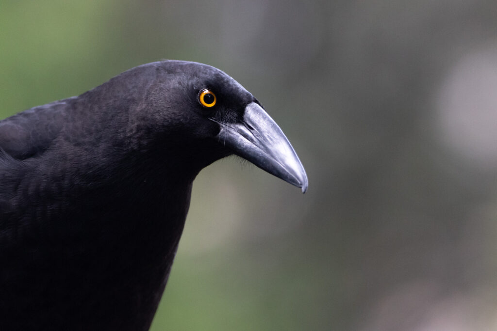 Réveilleur noir (Strepera fuliginosa - Black Currawong) - Tasmanie