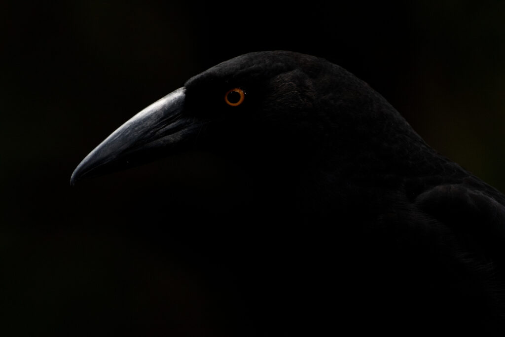 Réveilleur noir (Strepera fuliginosa - Black Currawong) - Obscur