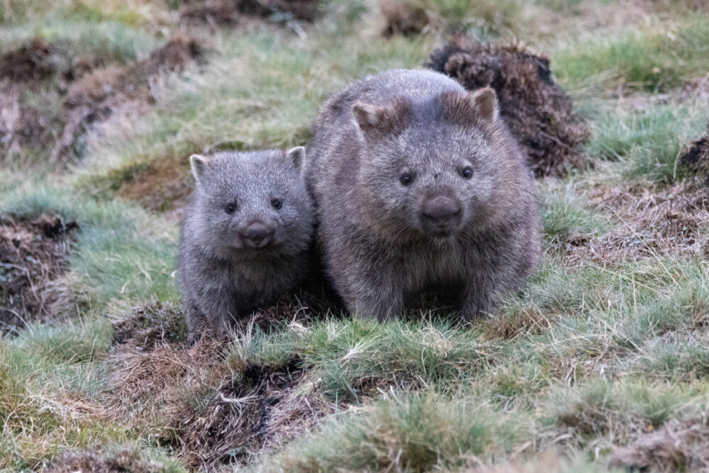 Wombat commun (Vombatus ursinus - Common wombat) 13