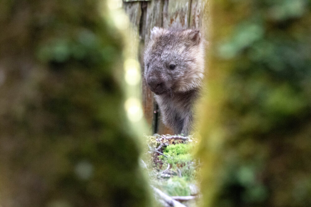 Wombat commun (Vombatus ursinus - Common wombat) 14