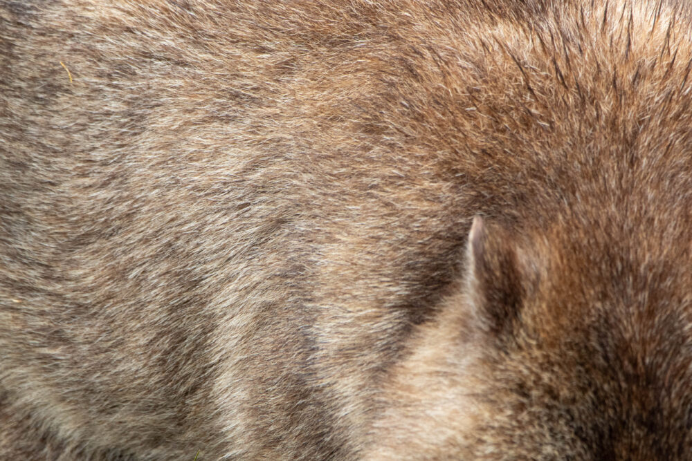 Wombat commun (Vombatus ursinus - Common wombat) pelage