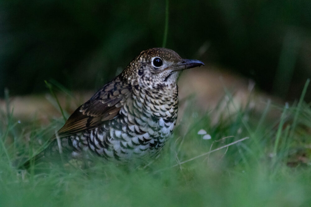 Grive à lunules (Zoothera lunulata - Bassian Thrush)