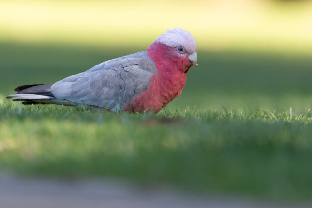 Cacatoès rosalbin (Eolophus roseicapilla - Galah) 3