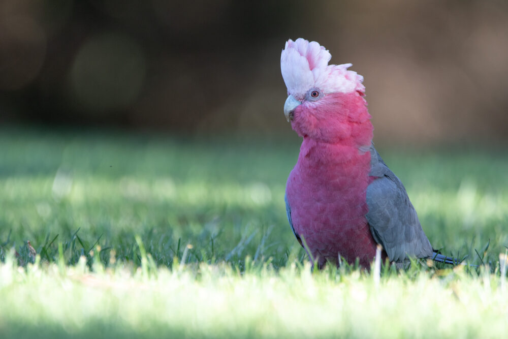 Cacatoès rosalbin (Eolophus roseicapilla - Galah) 2