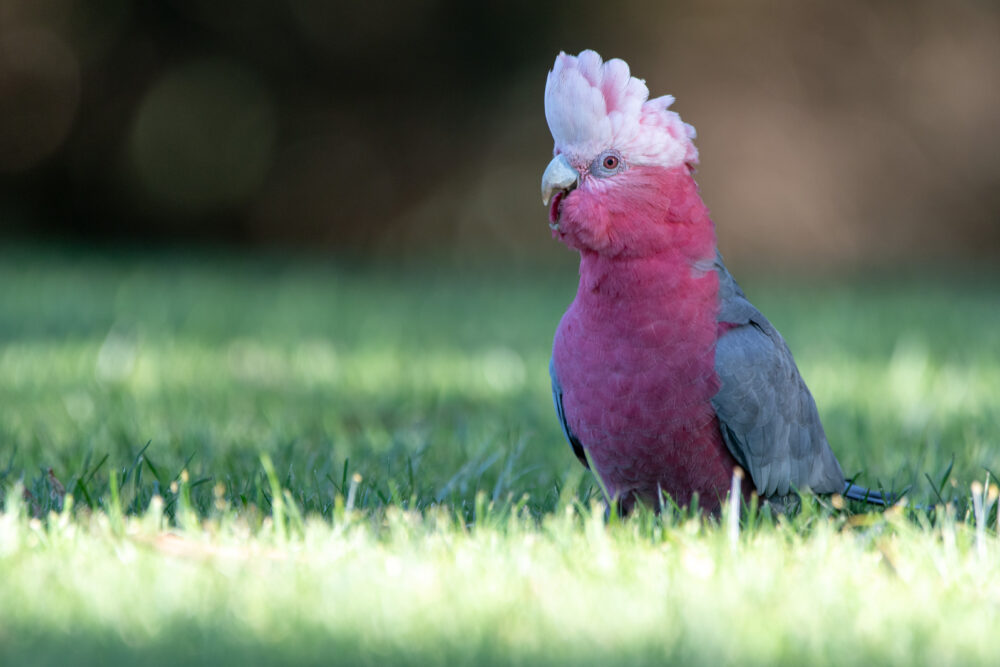 Cacatoès rosalbin (Eolophus roseicapilla - Galah)