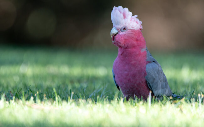 Cacatoès rosalbin (Eolophus roseicapilla - Galah)