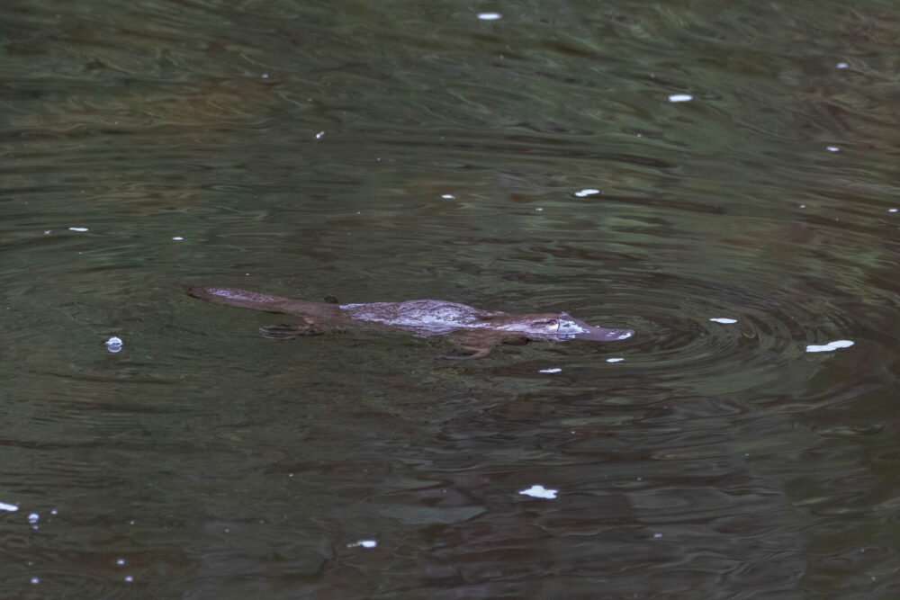 Ornithorynque (Ornithorhynchus anatinus - Platypus) 2
