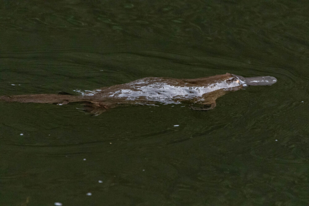 Ornithorynque (Ornithorhynchus anatinus - Platypus) - Tasmanian Arboretum