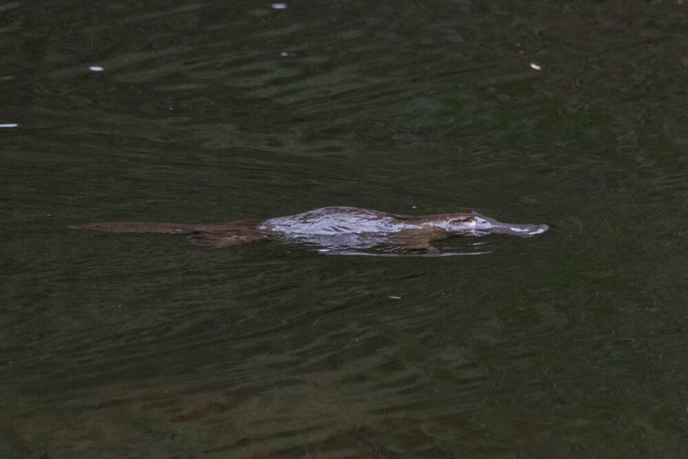 Ornithorynque (Ornithorhynchus anatinus - Platypus)