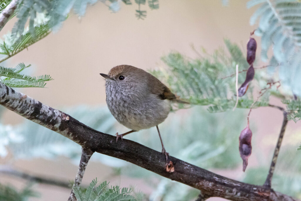 Acanthize de Tasmanie (Acanthiza ewingii - Tasmanian Thornbill) - Tasmanie