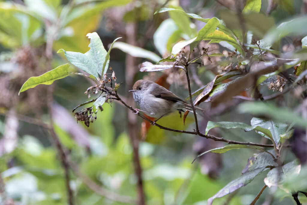 Acanthize de Tasmanie (Acanthiza ewingii - Tasmanian Thornbill)
