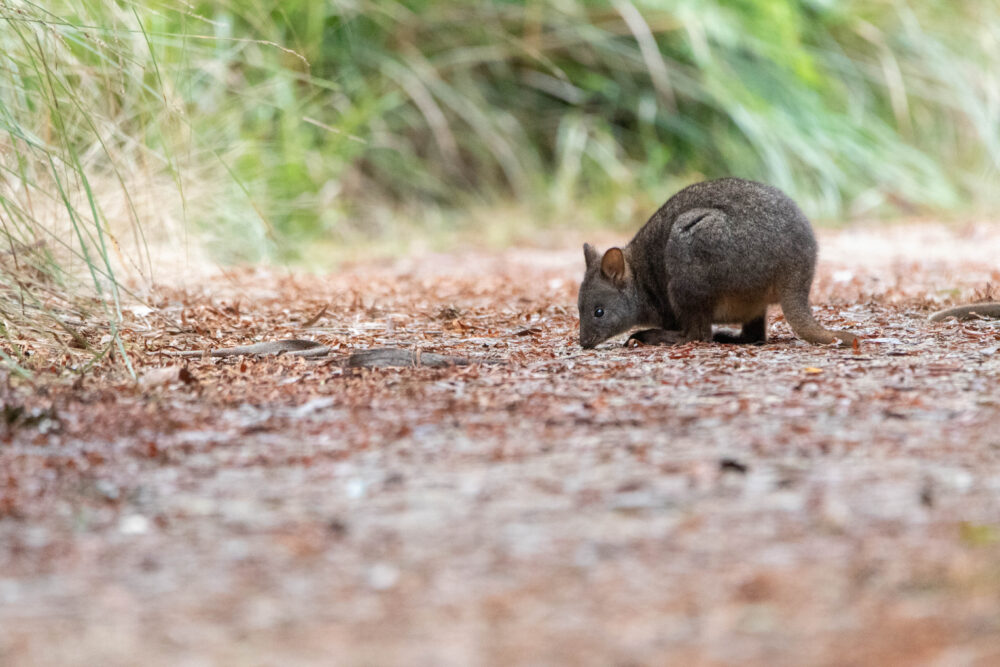 Pademelon (Thylogale billardierii - Tasmanian Pademelon) 3