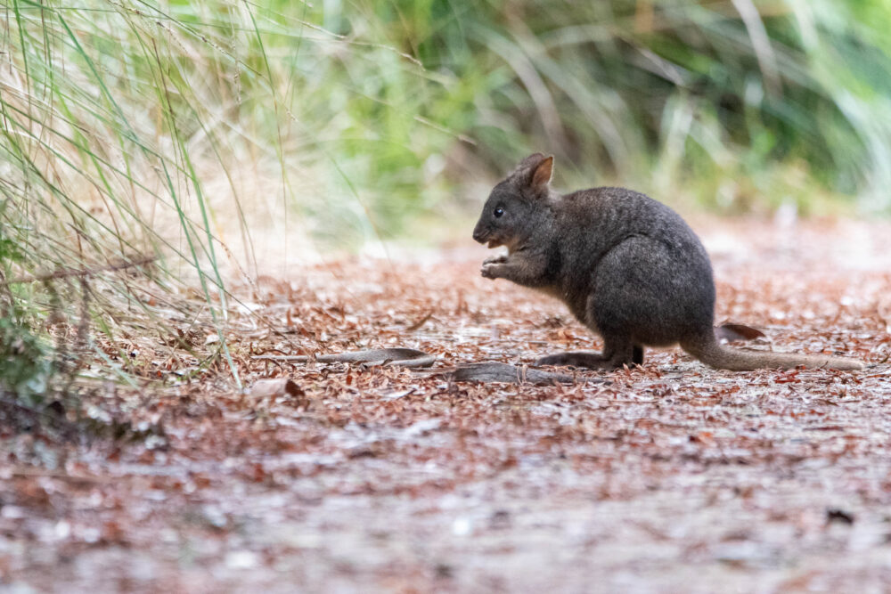 Pademelon (Thylogale billardierii - Tasmanian Pademelon) 2