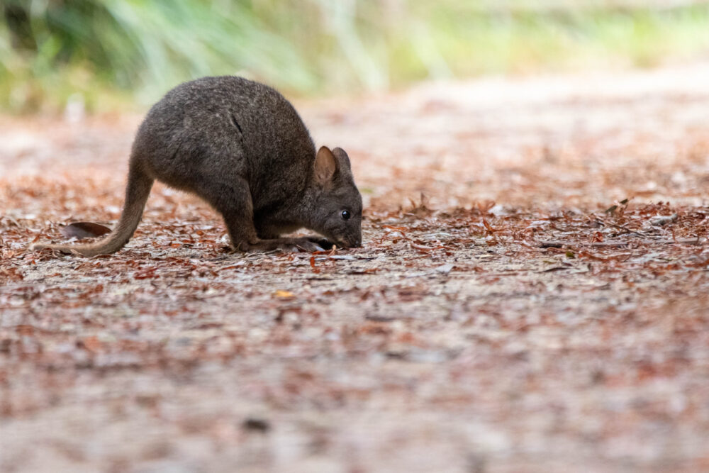 Pademelon (Thylogale billardierii - Tasmanian Pademelon)