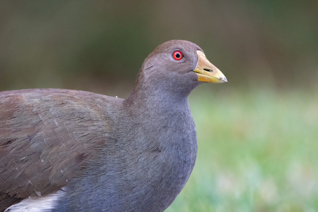 Gallinule de Tasmanie (Tribonyx mortierii - Tasmanian Nativehen) - Arboretum