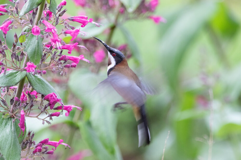 Méliphage à bec grêle (Acanthorhynchus tenuirostris - Eastern Spinebill)