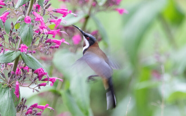 Méliphage à bec grêle (Acanthorhynchus tenuirostris - Eastern Spinebill)