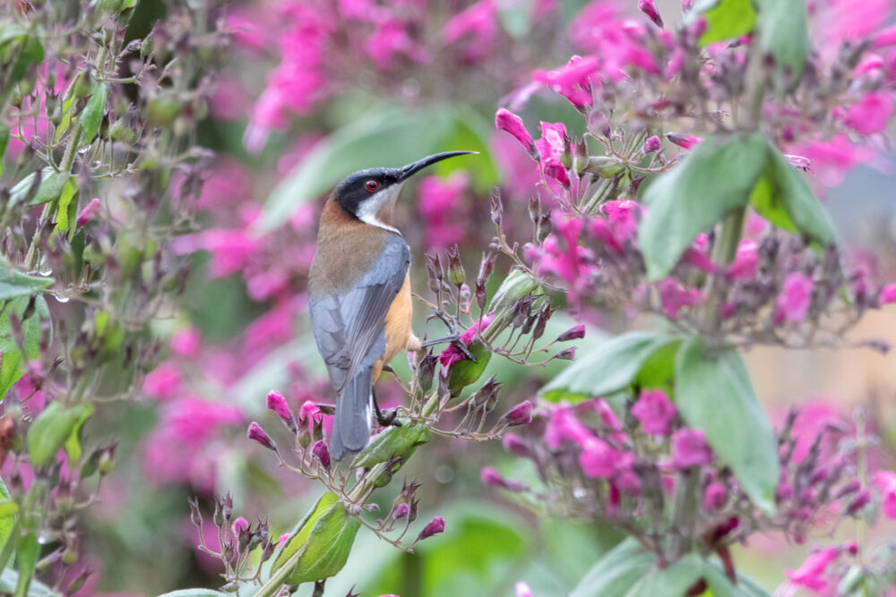 Méliphage à bec grêle (Acanthorhynchus tenuirostris - Eastern Spinebill) 2