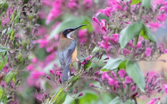 Méliphage à bec grêle (Acanthorhynchus tenuirostris - Eastern Spinebill) 2