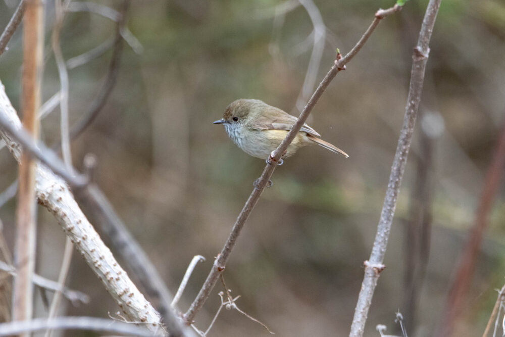 Acanthize mignon (Acanthiza pusilla - Brown Thornbill)