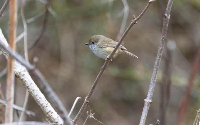 Acanthize mignon (Acanthiza pusilla - Brown Thornbill)