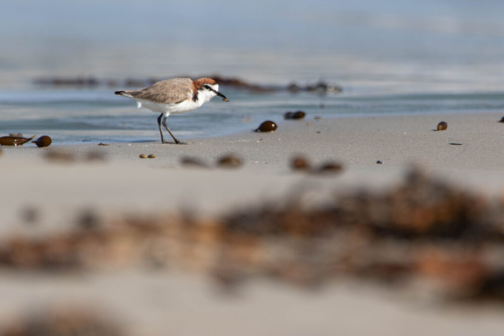 Gravelot à tête rousse (Anarhynchus ruficapillus - Red-capped Plover) 2