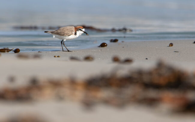 Gravelot à tête rousse (Anarhynchus ruficapillus - Red-capped Plover) 2