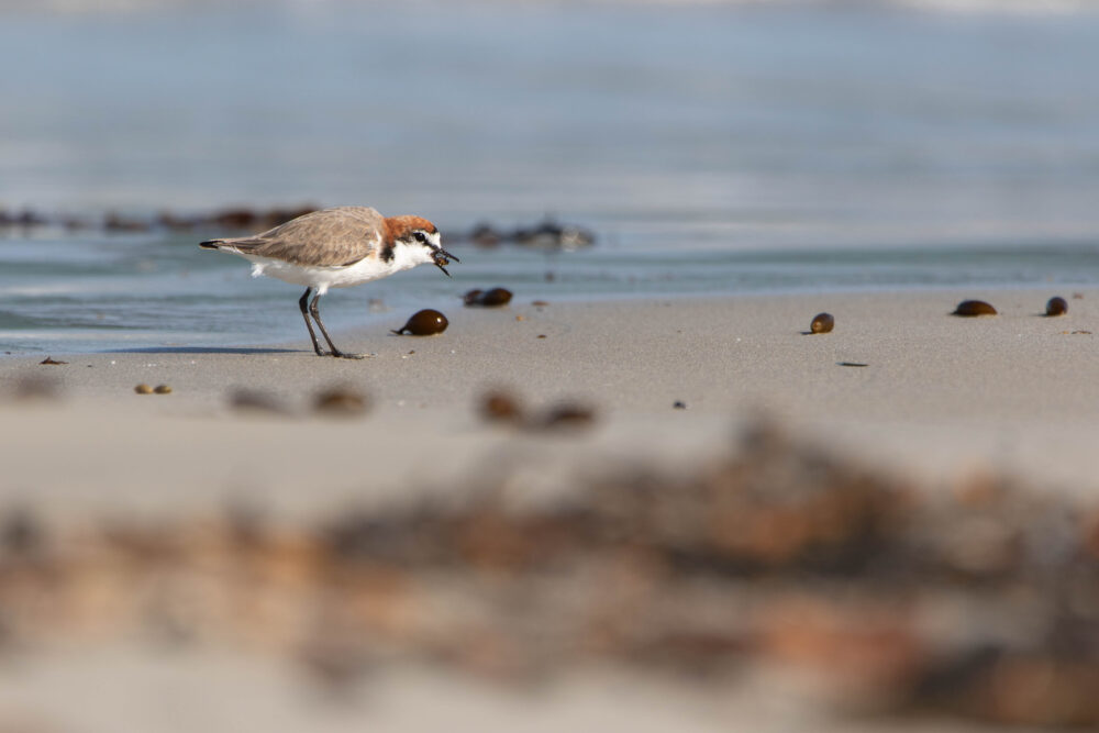 Gravelot à tête rousse (Anarhynchus ruficapillus - Red-capped Plover)