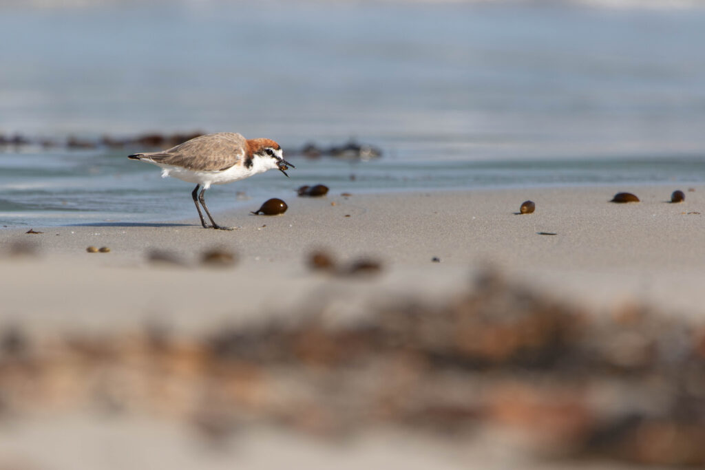 Gravelot à tête rousse (Anarhynchus ruficapillus - Red-capped Plover)