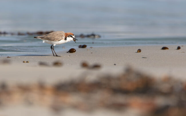 Gravelot à tête rousse (Anarhynchus ruficapillus - Red-capped Plover)