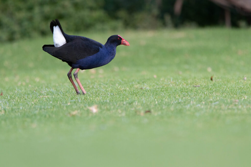 Talève australe (Porphyrio melanotus - Australasian Swamphen)