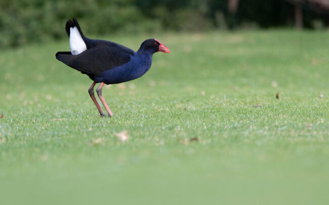 Talève australe (Porphyrio melanotus - Australasian Swamphen)