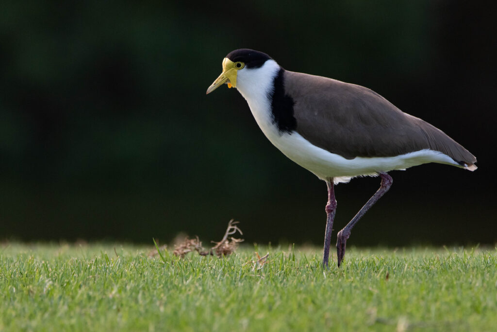 Vanneau soldat (Vanellus miles - Masked Lapwing)