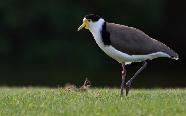 Vanneau soldat (Vanellus miles - Masked Lapwing)