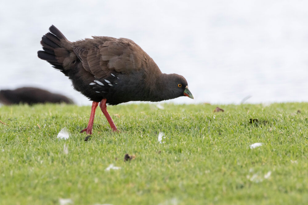 Gallinule aborigène (Tribonyx ventralis - Black-tailed Nativehen)