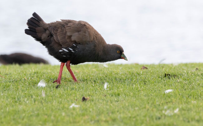 Gallinule aborigène (Tribonyx ventralis - Black-tailed Nativehen)
