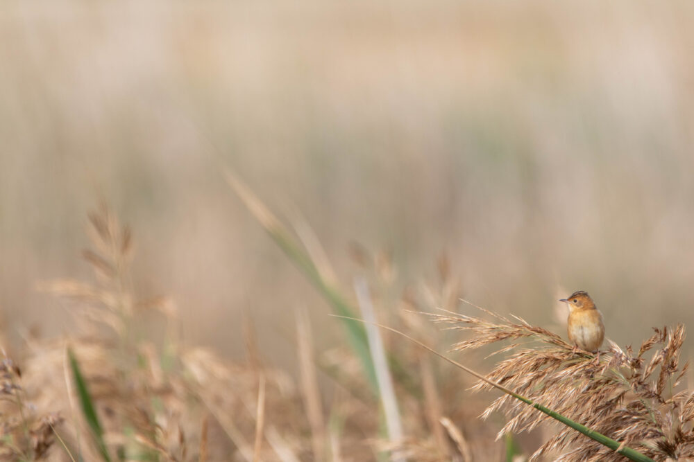 Cisticole à couronne dorée (Cisticola exilis - Golden-headed Cisticola) 2