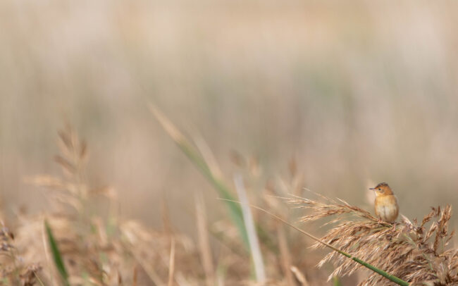Cisticole à couronne dorée (Cisticola exilis - Golden-headed Cisticola) 2