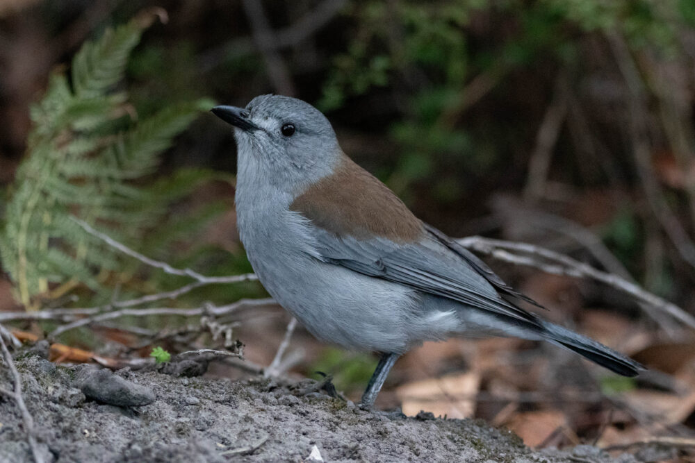 Siffleur gris (Colluricincla harmonica - Grey Shrikethrush)