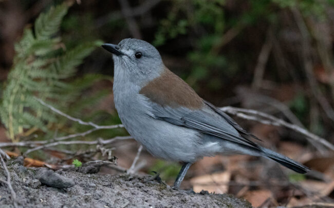 Siffleur gris (Colluricincla harmonica - Grey Shrikethrush)