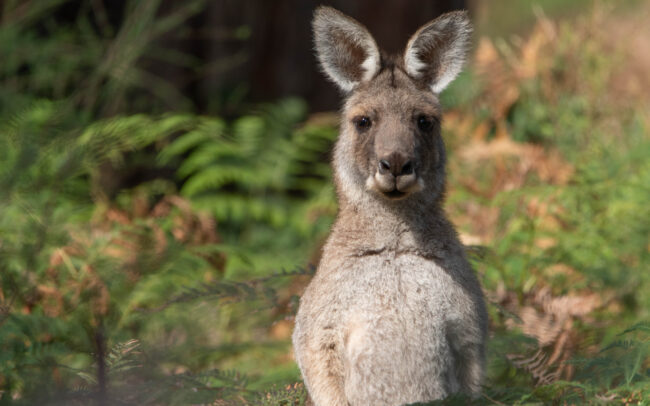 Kangourou géant (Macropus giganteus - Eastern Grey Kangouroo) 6