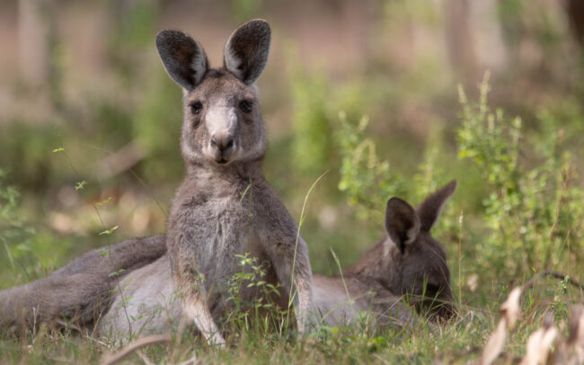 Kangourou géant (Macropus giganteus - Eastern Grey Kangouroo) 7