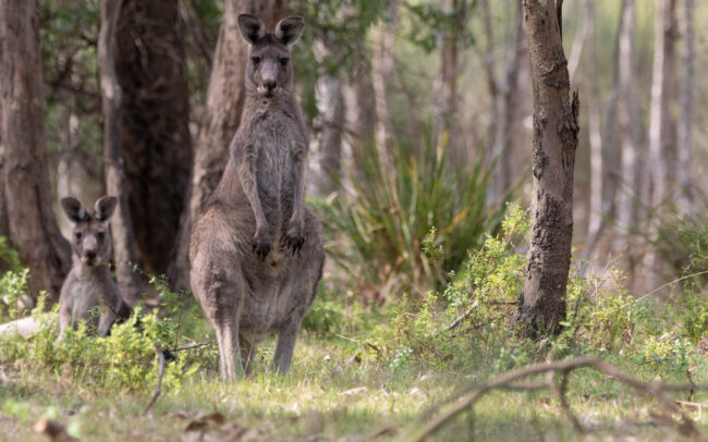 Kangourou géant (Macropus giganteus - Eastern Grey Kangouroo) 5