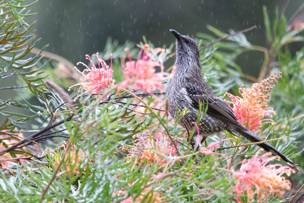 Méliphage à gouttelettes (Anthochaera chrysoptera - Little Wattlebird)