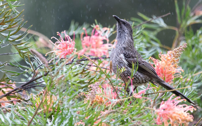 Méliphage à gouttelettes (Anthochaera chrysoptera - Little Wattlebird)