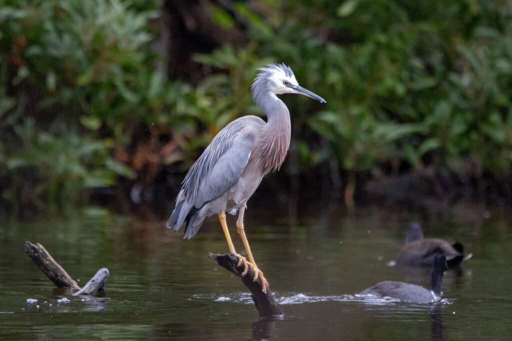 Aigrette à face blanche (Egretta novaehollandiae - White-faced Heron)
