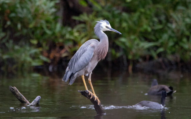 Aigrette à face blanche (Egretta novaehollandiae - White-faced Heron)