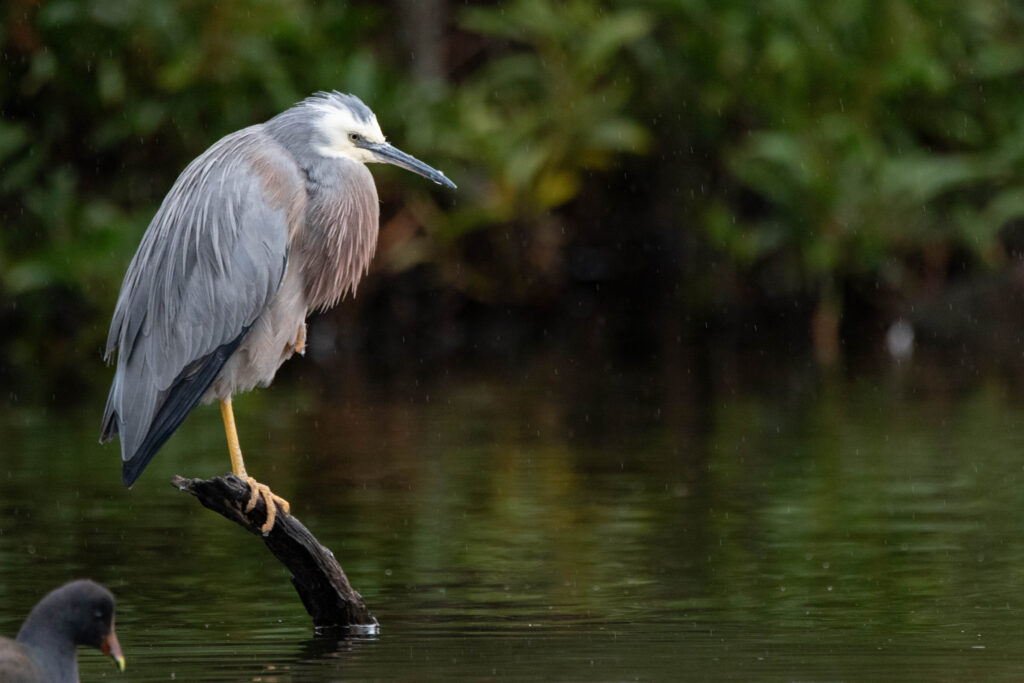 Aigrette à face blanche (Egretta novaehollandiae - White-faced Heron) 2